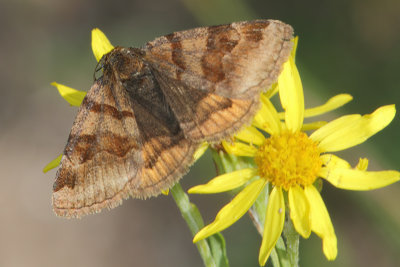 Euclidia glyphica - Burnet Companion