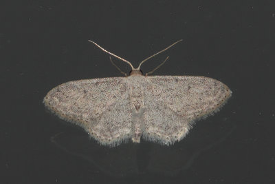 Idaea seriata - Small Dusty Wave