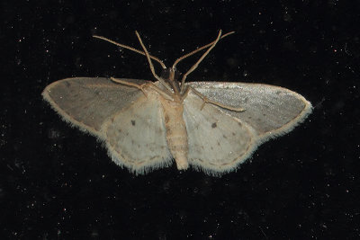Idaea seriata - Small Dusty Wave