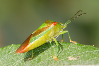 Acanthosoma haemorrhoidale - Hawthorn Shield Bug