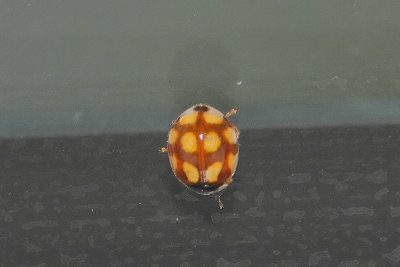 g12/56/840356/3/172913093.Xv4JJNzv.jpg