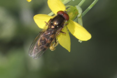 Platycheirus peltatus - White-spotted Sedgesitter