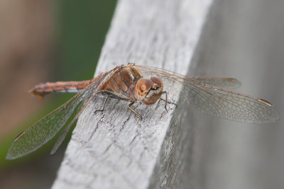 Sympetrum vulgatum - Moustached Darter