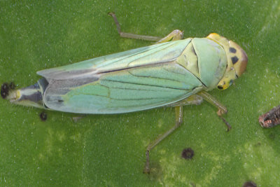 Cicadella viridis