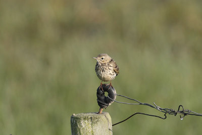 Anthus pratensis - Meadow Pipit
