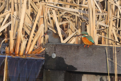 Alcedo atthis / Common Kingfisher with Rallus aquaticus / Water Rail
(actual photo; no birds pasted in photoshop!)