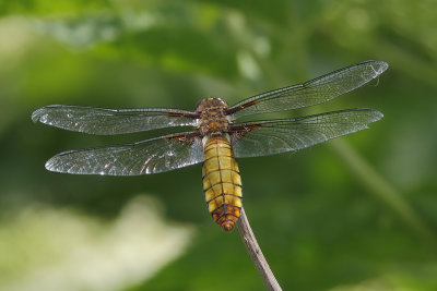 Libellula depressa - Broad-bodied Chaser