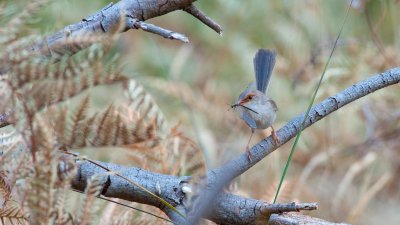Superb Fairy-wren