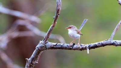Superb Fairy-wren