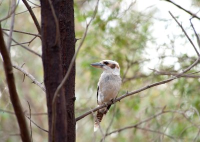 Kookaburra