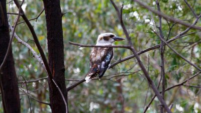 Kookaburra