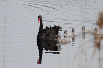 Black Swan