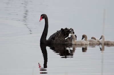 Black Swan