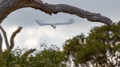 Sulphur-crested Cockatoo