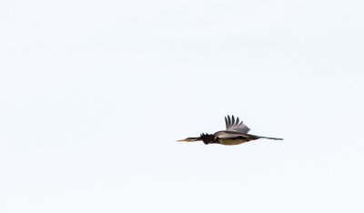 D81_7468.jpg