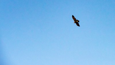 Wedge Tail Eagle