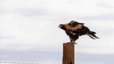 Wedge Tail Eagle