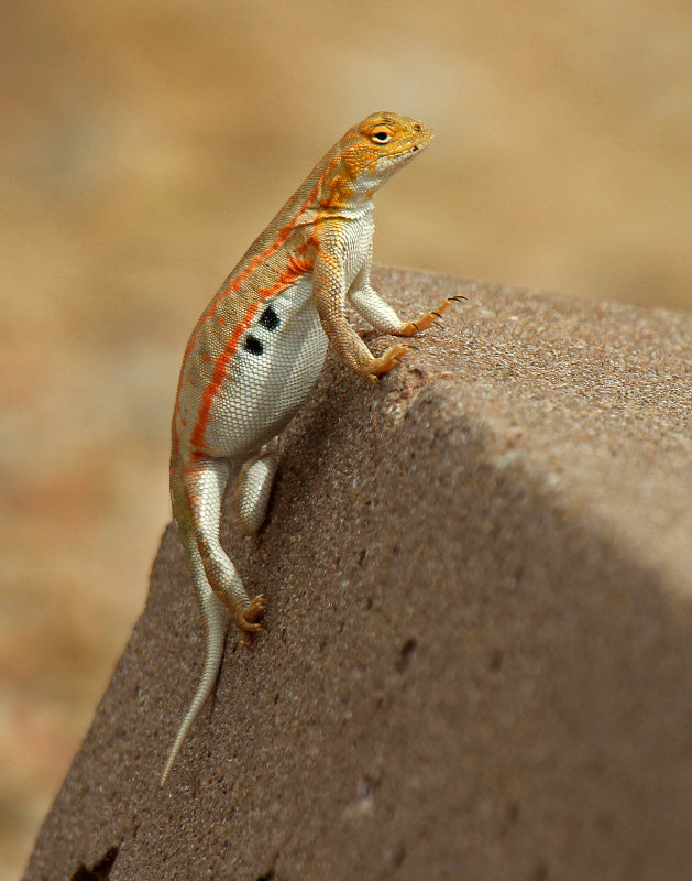 Great Plains Earless Lizard 2015-07-12