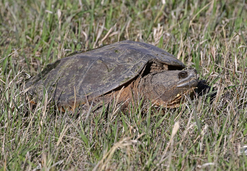 Eastern Snapping Turtle 2021-04-29