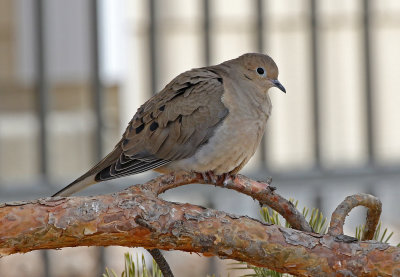 Mourning Dove 2019-02-09