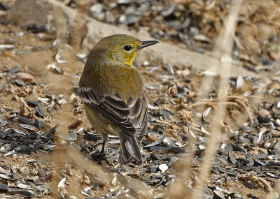 Pine Warbler 2019-02-09
