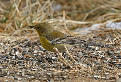 Pine Warbler 2019-02-09