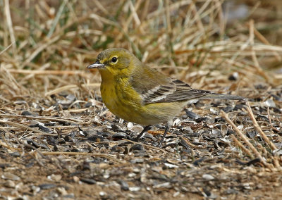 Pine Warbler 2019-02-09