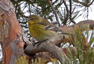 Pine Warbler 2019-02-09