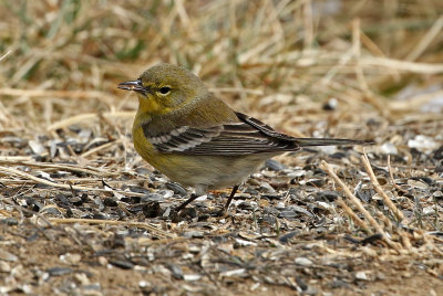 Pine Warbler 2019-02-09