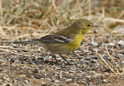 Pine Warbler 2019-02-09