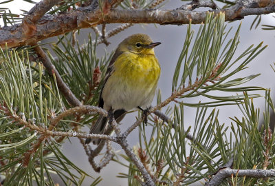 Pine Warbler 2019-02-09