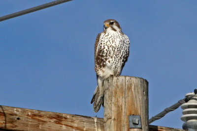 Prairie Falcon 2019-02-08