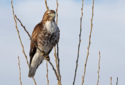 Red-tailed Hawk 2019-02-08