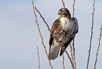 Red-tailed Hawk 2019-02-08