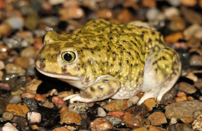 Couch's Spadefoot 2016-06-25