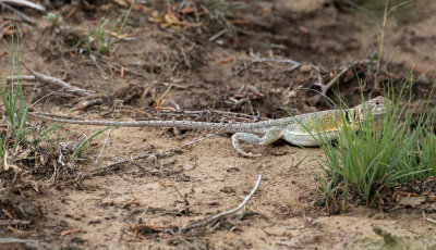 Eastern Collared Lizard 2015-07-12
