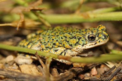 Eastern Green Toad 2016-06-25