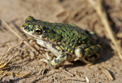Eastern Green Toad 2016-06-26