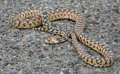 Great Basin Gopher Snake 2016-06-01