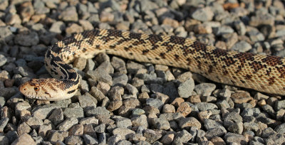 Great Basin Gopher Snake 2016-06-02