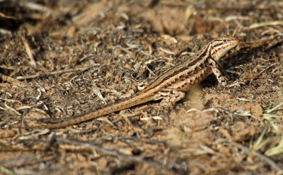 Northern Sagebrush Lizard 2016-06-02