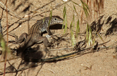 Northern Whiptail 2016-06-02