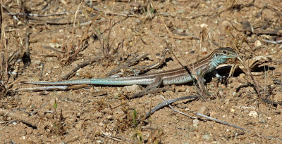 Plateau Striped Whiptail 2016-06-02
