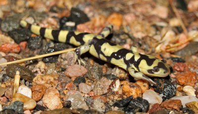 Tiger Salamander 2016-06-30
