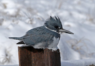 Belted Kingfisher 2019-02-07