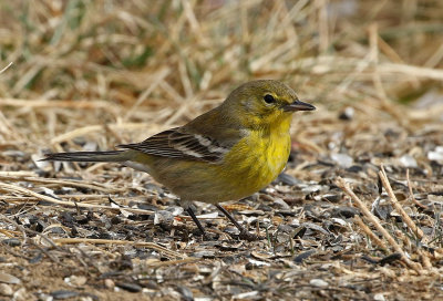 Pine Warbler 2019-02-09