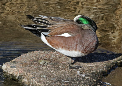 American Wigeon 2019-02-15