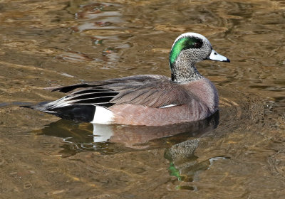 American Wigeon 2019-02-16