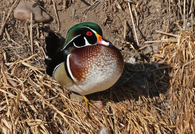 Wood Duck 2019-02-16