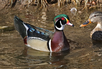 Wood Duck 2019-02-16